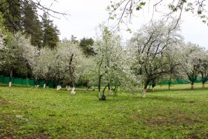 Яблоневый сад филиала Бороденки