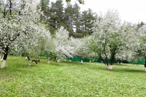 Яблоневый сад филиала Бороденки